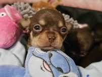 Chihuahua suczka
