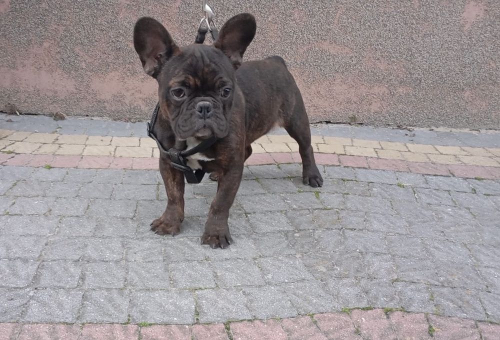 Bulgog Francuski Pies