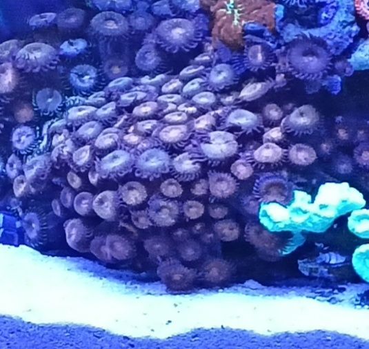 Zoa purplle będę i Nirvana