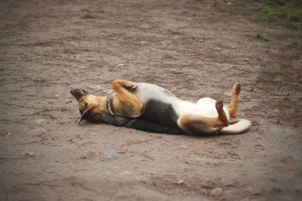 TOLA - Schronisko Canis w Kruszewie