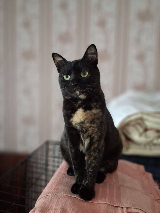 Киця черепашкового окрасу!