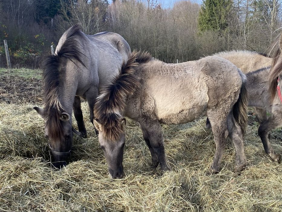 Klaczki Konika Polskiego 2025 Klacz Konik Polski