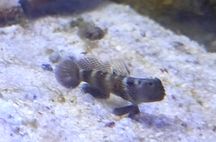 Cryptocentrus fasciatus. Morskie