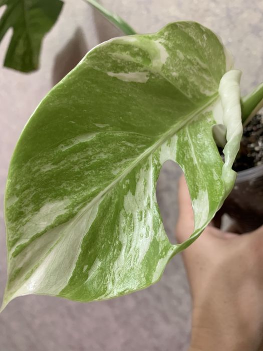 Продам монстеру Альба