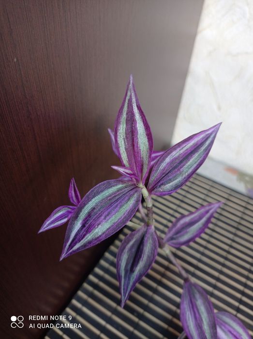 Традесканція зебріна Pink paradise/ Pink paradize