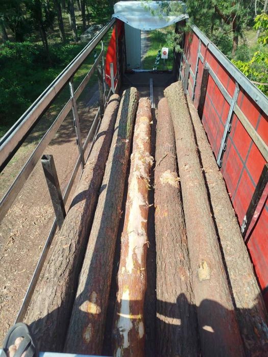 Лес Кругляк Сосна