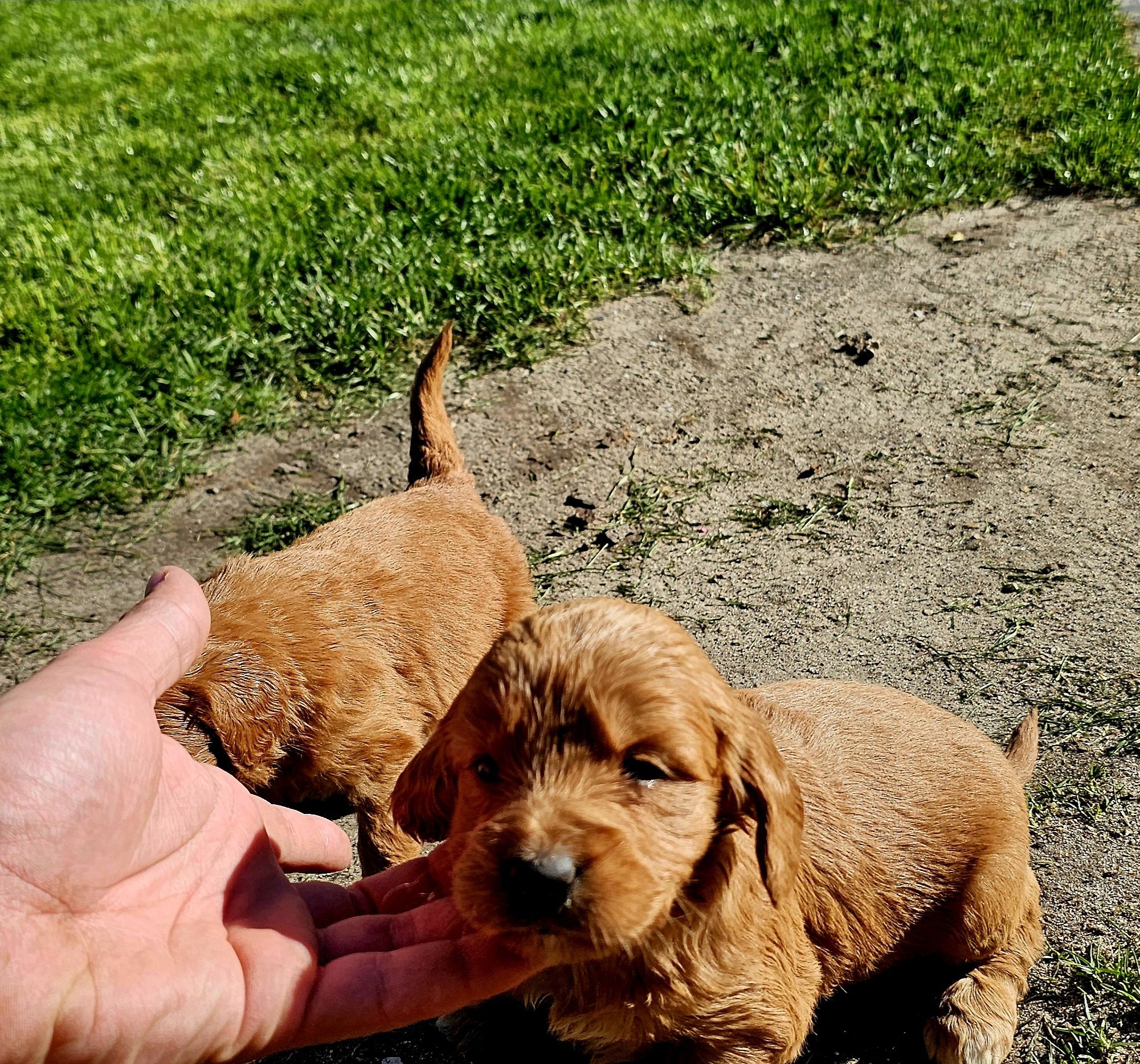 Goldendoodle f1 suczka standard i mini