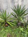 Árvore ou planta de yuca para vasos ou jardins