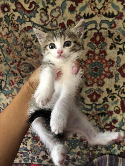 Віддам в добрі руки кошеня