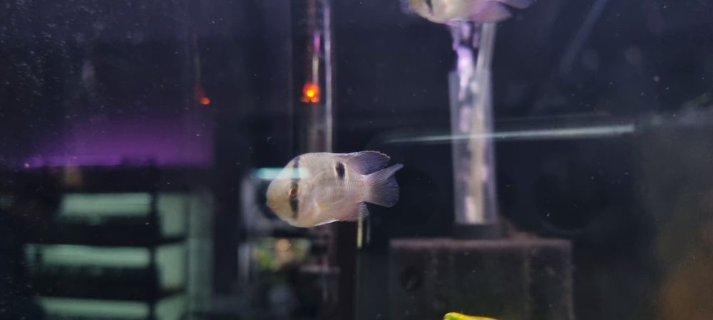 Akara z maroni (wysyłamy)