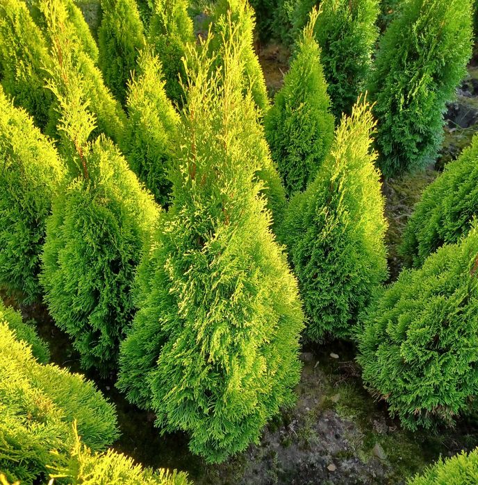 Thuje krzewy ozdobne thuja iglaki tuja golden szmaragd tuje