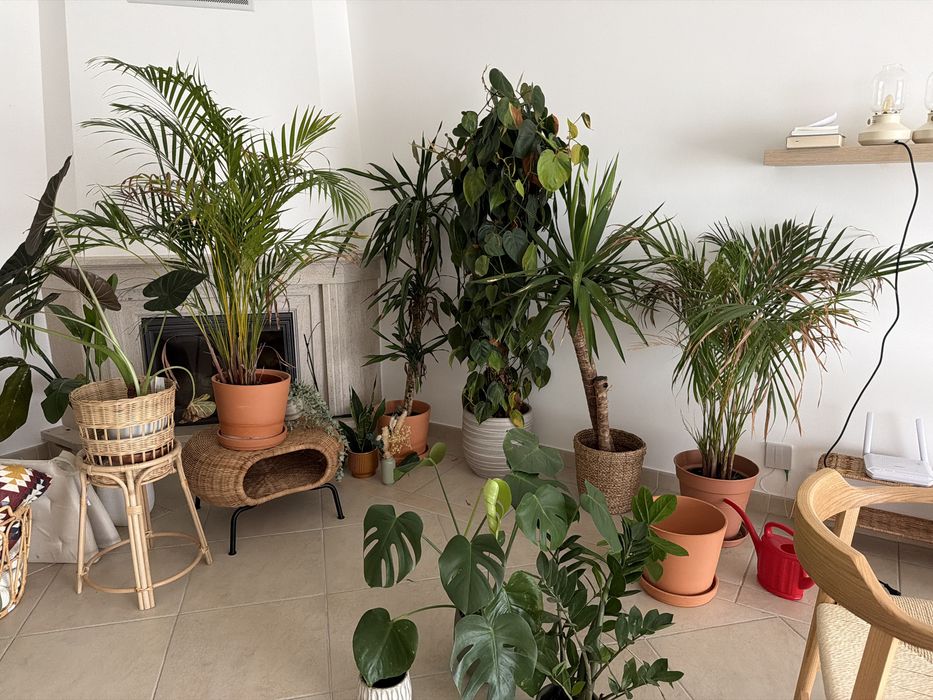 Plantas de interior com vasos