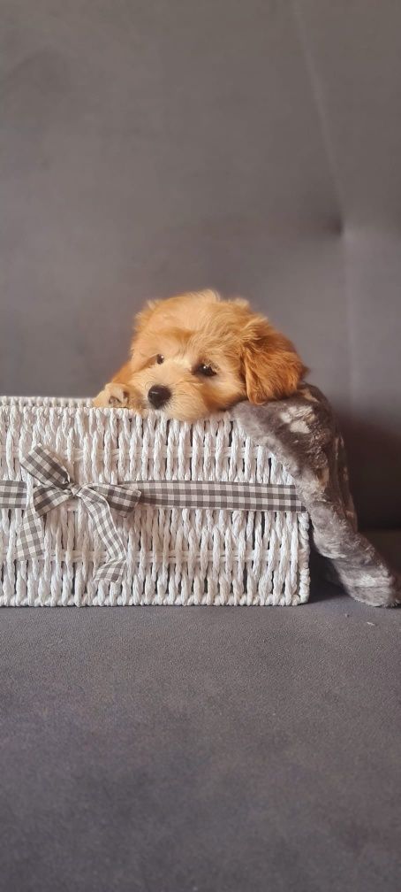 Śliczny piesek Maltipoo