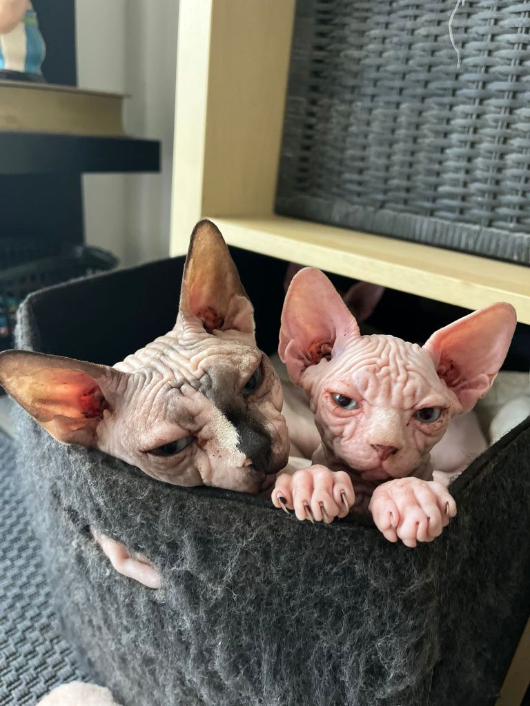 Gata sphynx com lop e afixo disponível