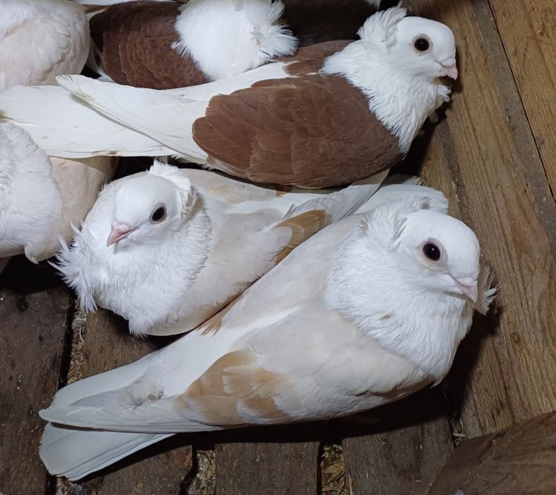 Gołębie mewki polskie