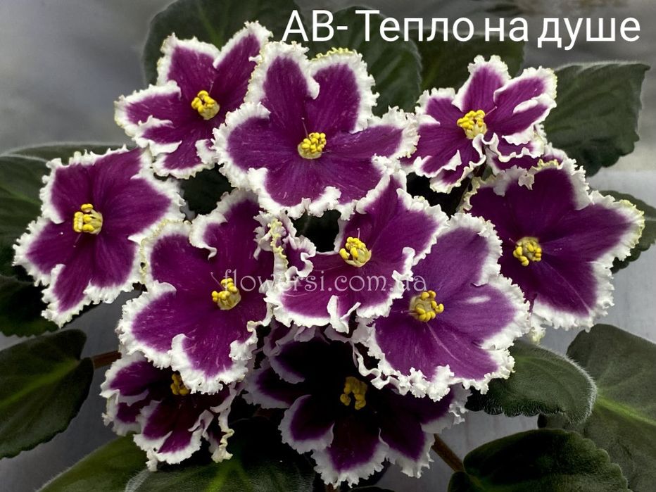 Фиалки. Детки сортовых фиалочек.