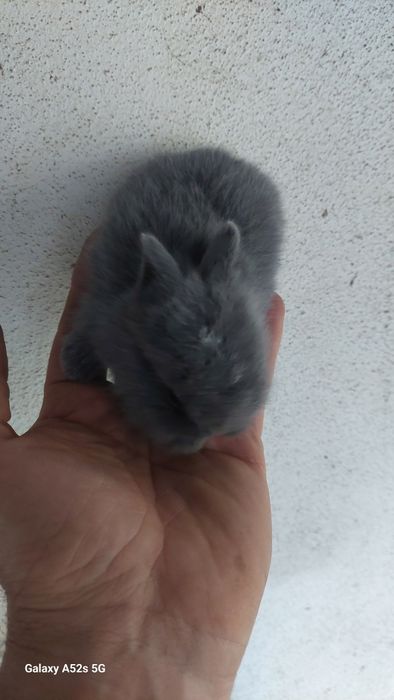 Coelhos anões  de qualidade