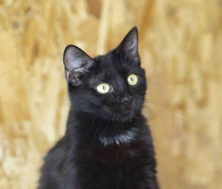 Котенок Блэр 7 мес, черная кошечка, роскошная красавица кошка