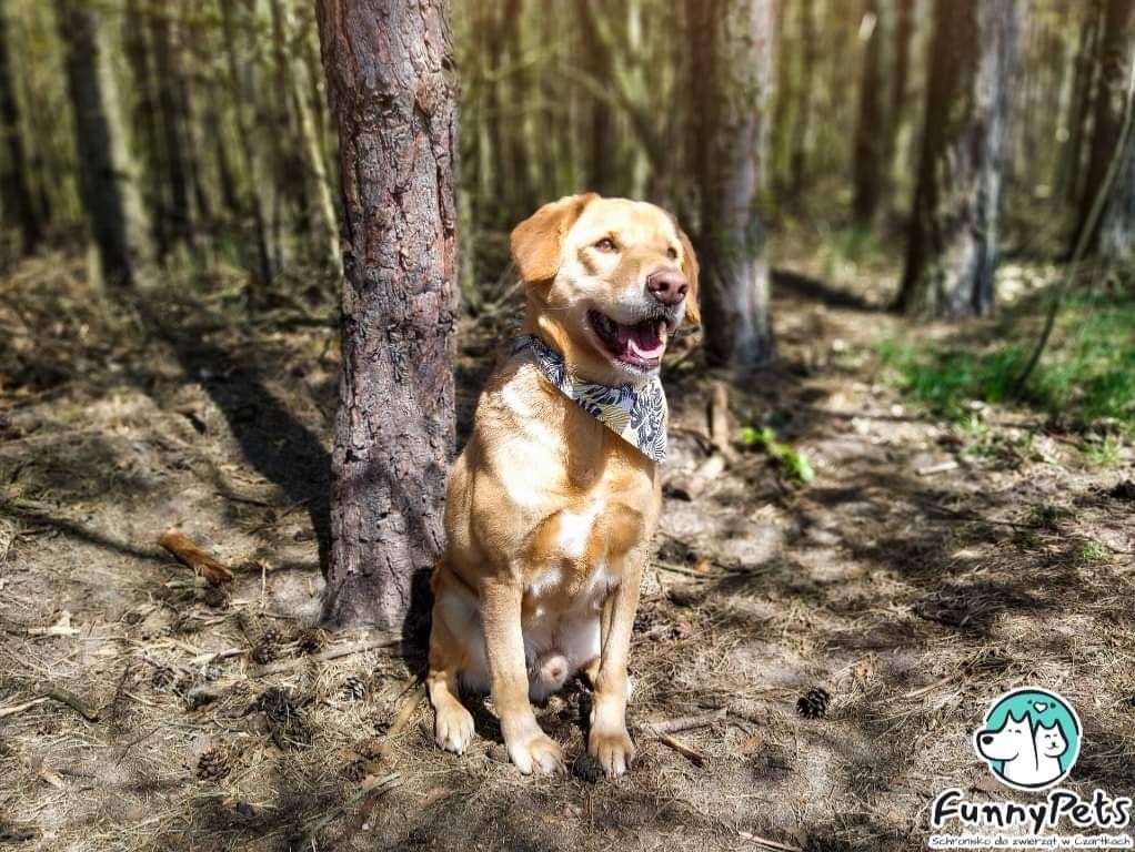 Goldi czeka w schronisku na swojego człowieka