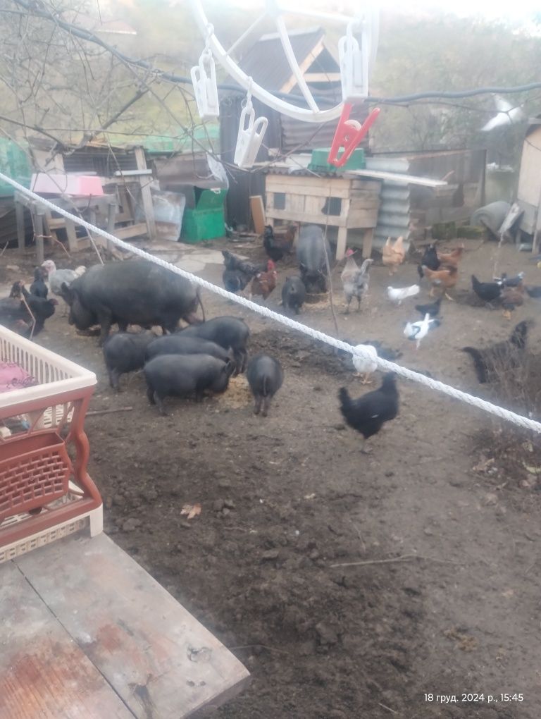Продам поросят вьетнамских