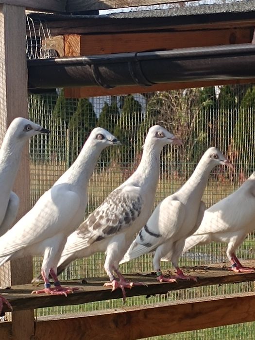 Srebrniak pasiaki perłowe głatkie i pasiaste karpiate szaroloty srebni