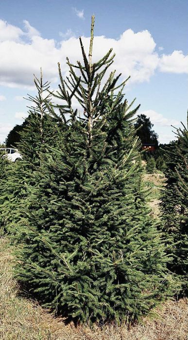 Swierk pospolity formowany 1.80-2.50 jodla kaukaska choinki