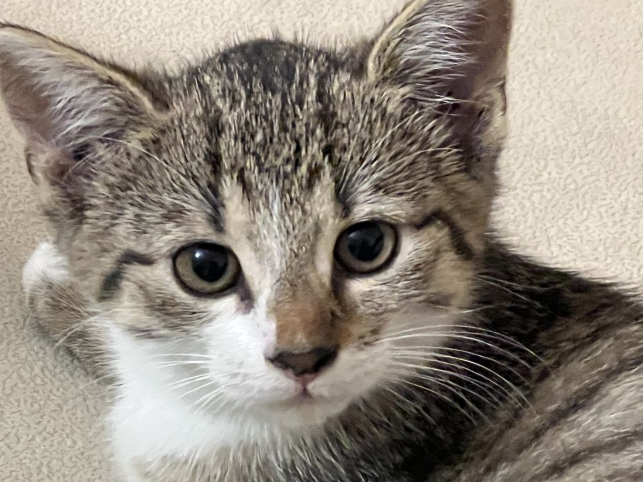 Oddam kotka kot szary