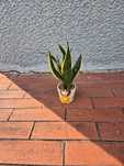 Sansevieria gwinejska 30cm
