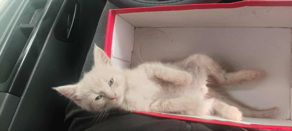 Кошенята в добрі руки
