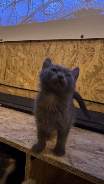 Кішечка, кошеня, два котика