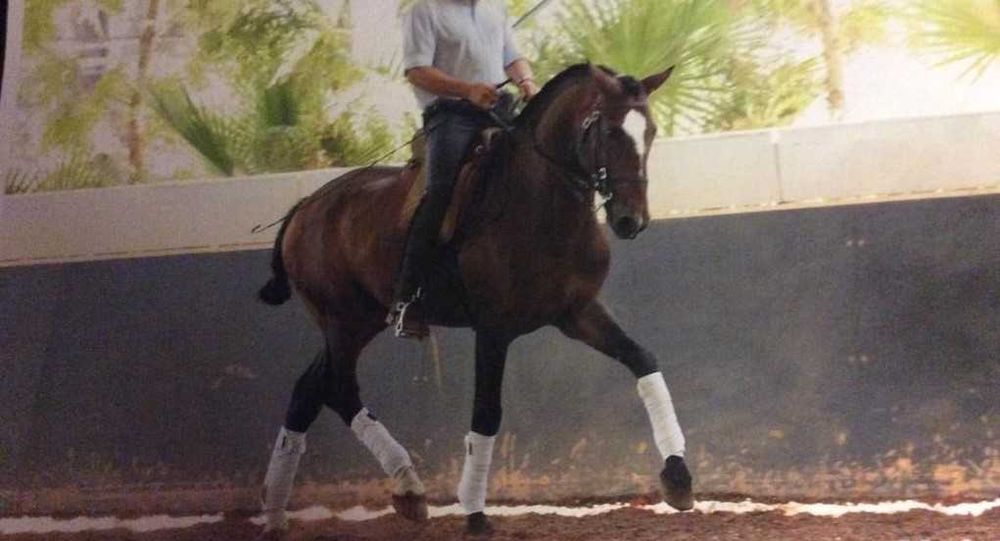 Cavalo Lusitano PSL (Cobrições)