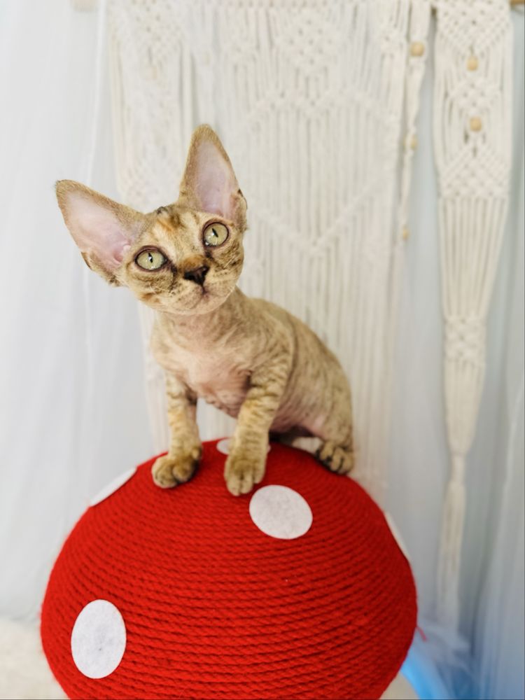 Kotka Poliwia Devon rex Wcf