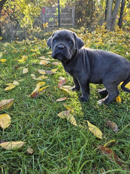 Niebieski Szczeniak Cane Corso szczeniaczek mocni rodzice, rodowód