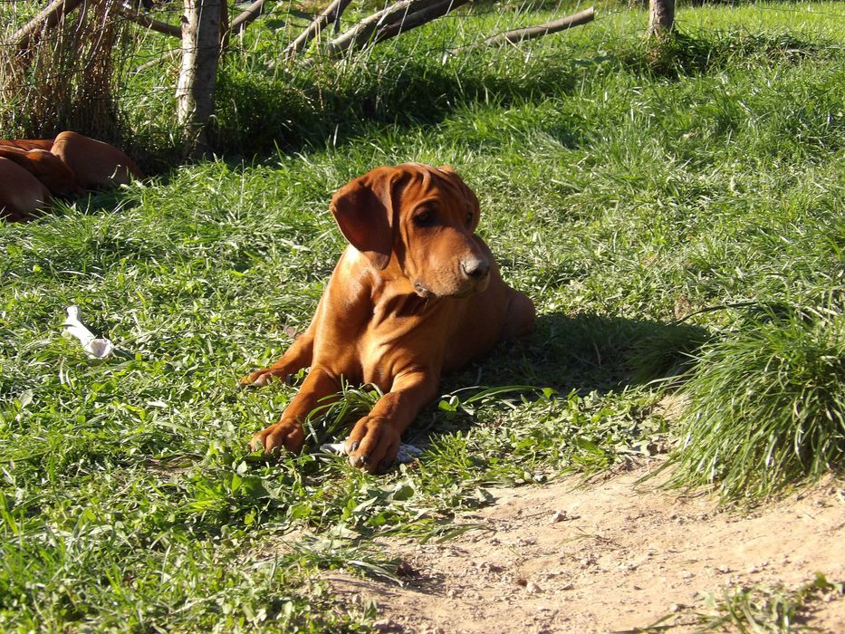 Szczenię Rhodesian Ridgeback ZKwP – pies, który pokocha całą rodzinę