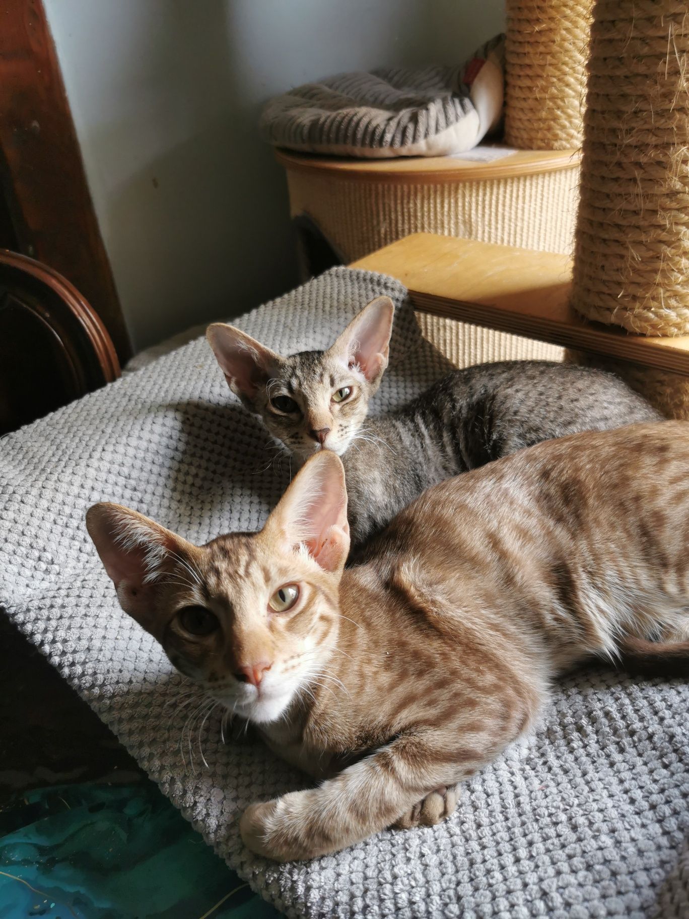 Peterbald kocurek orientalny gotowy do zmiany domku