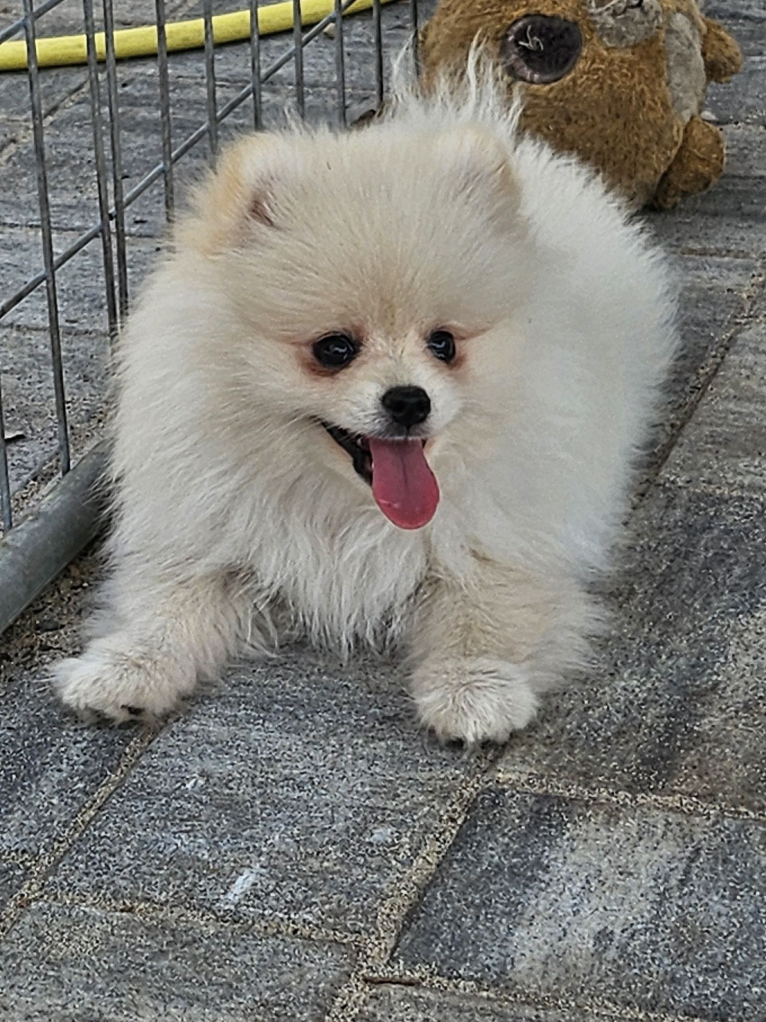 Szpic miniaturowy pomeranian FCI