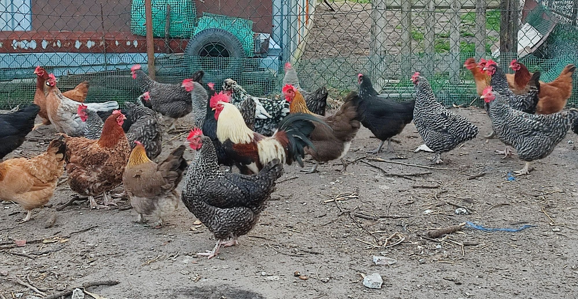 Jaja lęgowe mix kur czubate, brodate wysokie zalężenie 90-100%