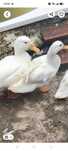 Patos real brancos casal