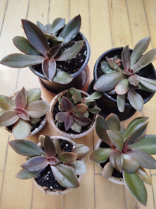 Суккулент по 15 гривень