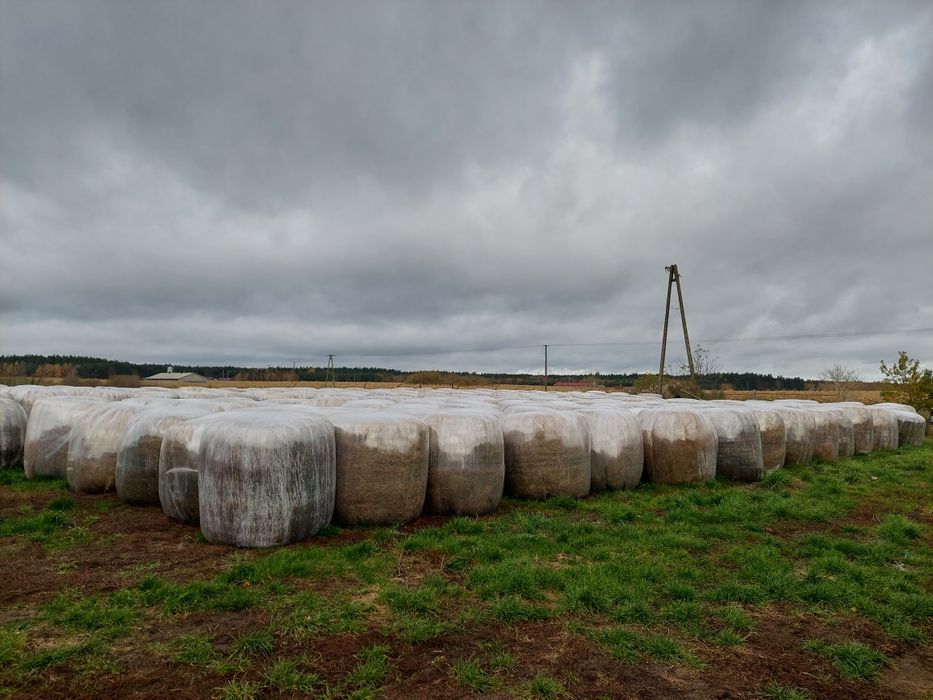 Sprzedam Sianokiszonka