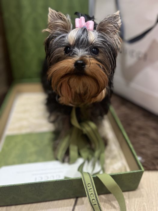 Девочка супер мини размера КСУ FCI