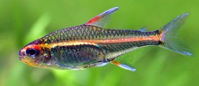 Zwinnik jarzeniec Kraków (Swoszowice)