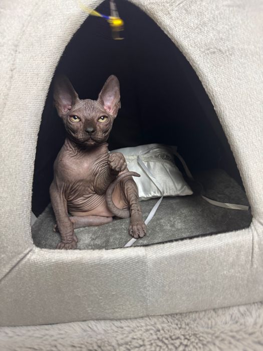 Sfinks czarny kocurek !