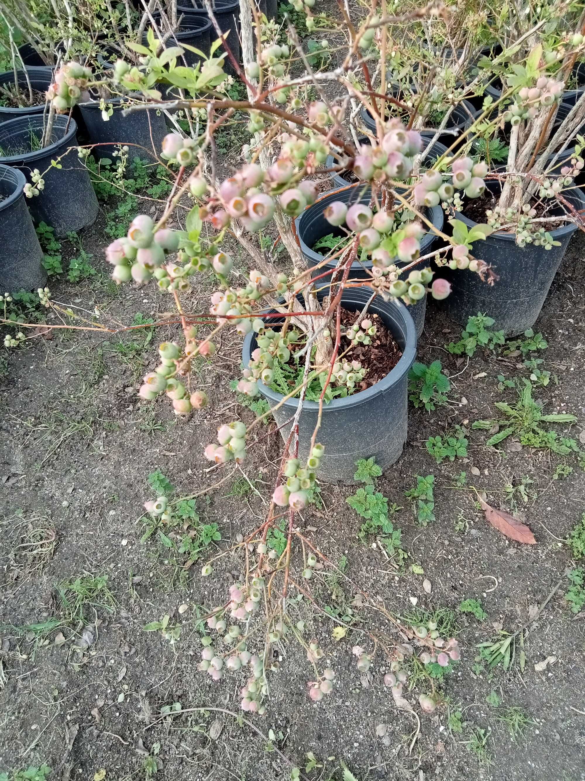 Plantas de Mirtilo com fruta