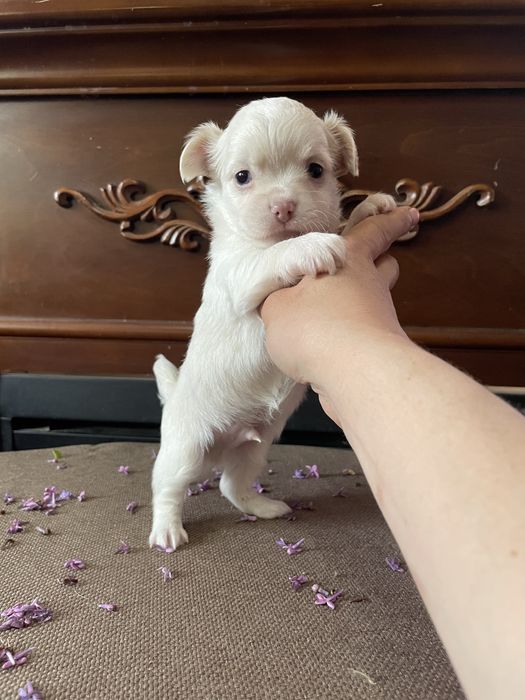 Длинношерстный чихуахуа(мальчик)