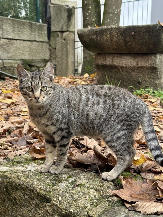 Gatinhos para adopçao responsavel