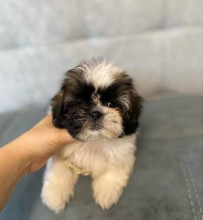Мини ши-тцу девочка