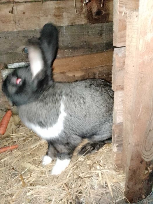 Królik samiec czarny