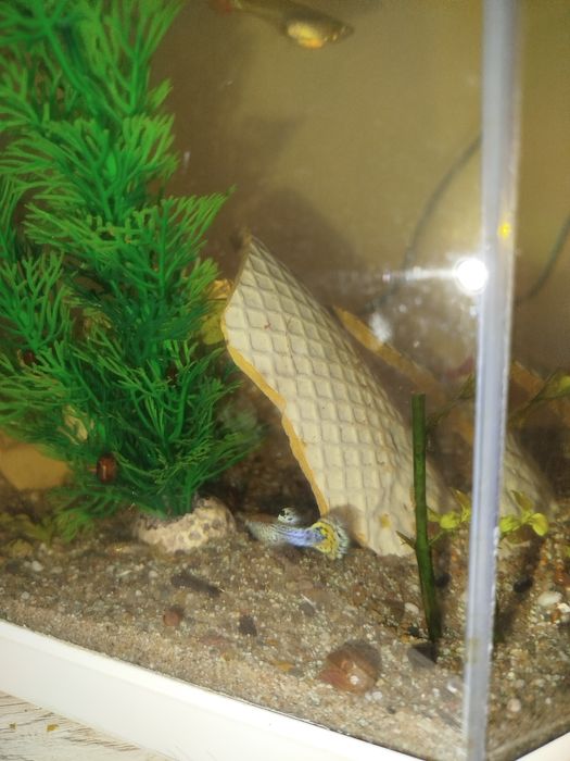 Vários guppys para venda criaçao própria
