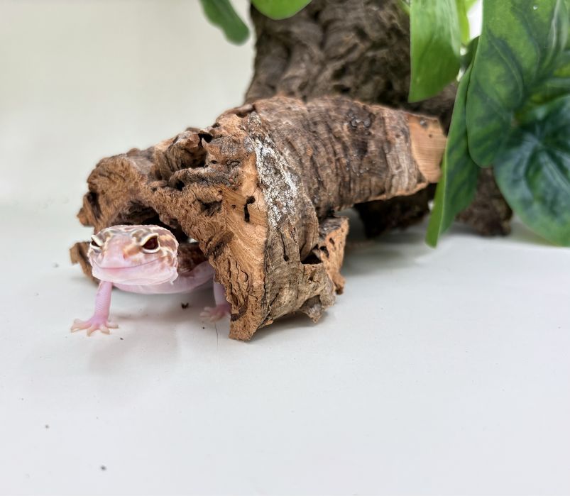 Gekon Lamparci (Eublepharis macularius)